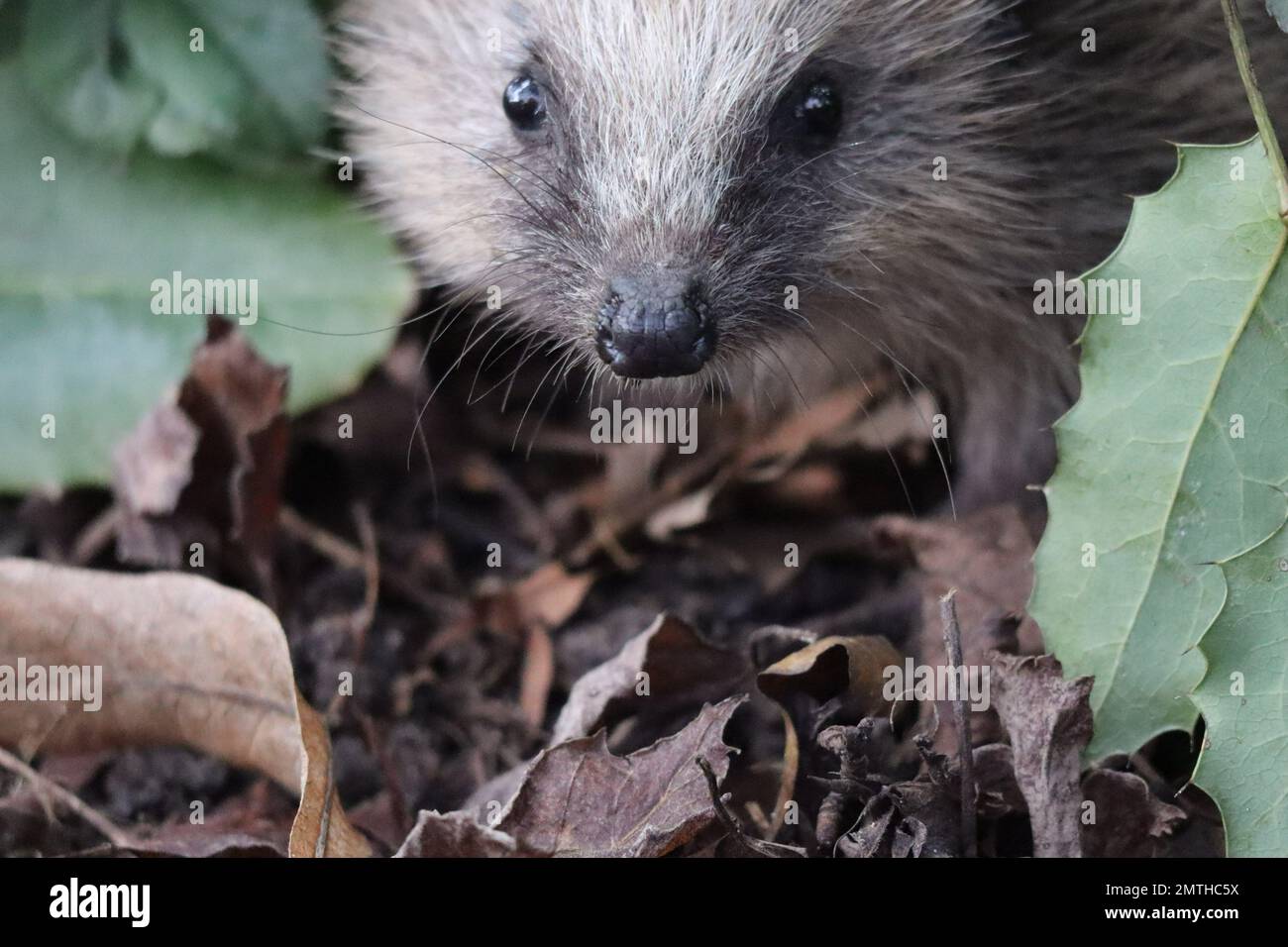 Hedgehog wanders around in the Garden Stock Photo