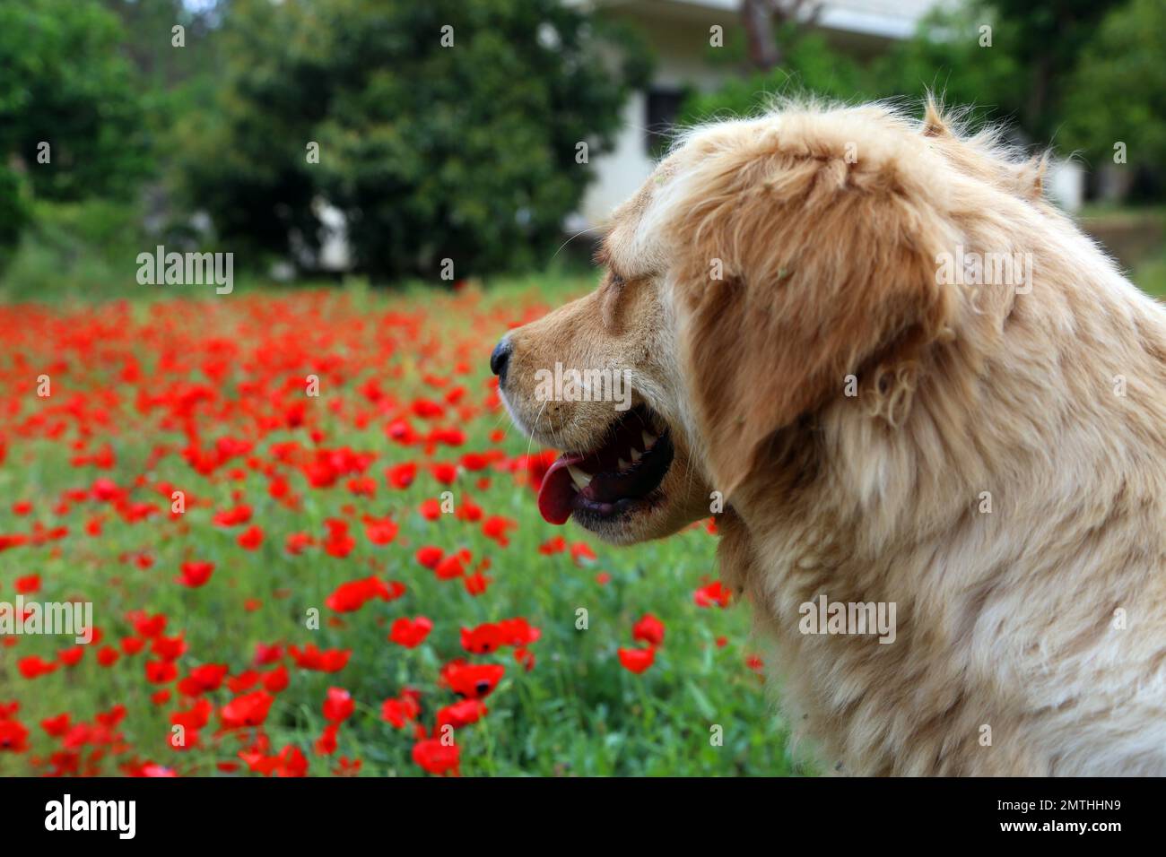 Golden retriever dog running in a field of red poppies Stock Photo - Alamy