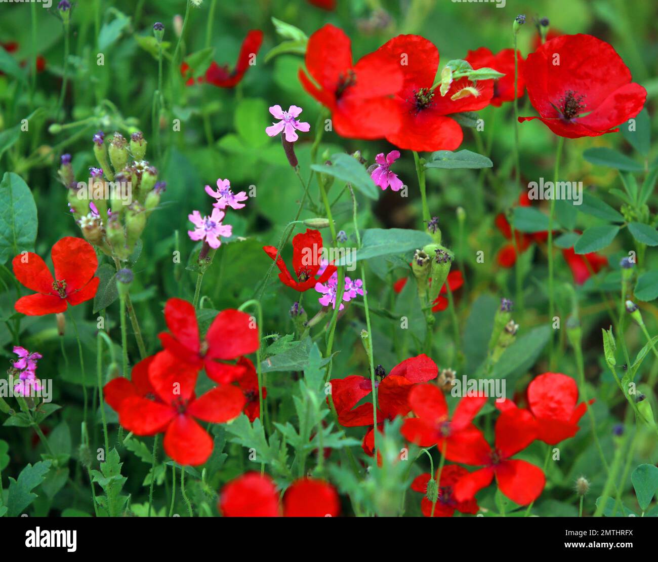Lovers in poppy field hi-res stock photography and images - Alamy