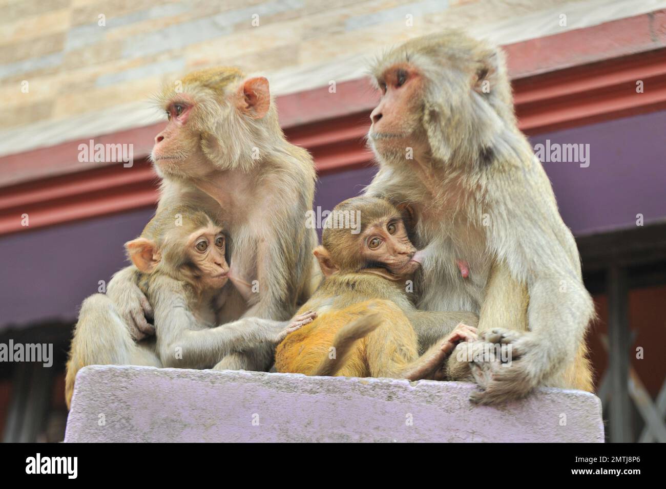 Bangladesh monkeys hi-res stock photography and images - Alamy