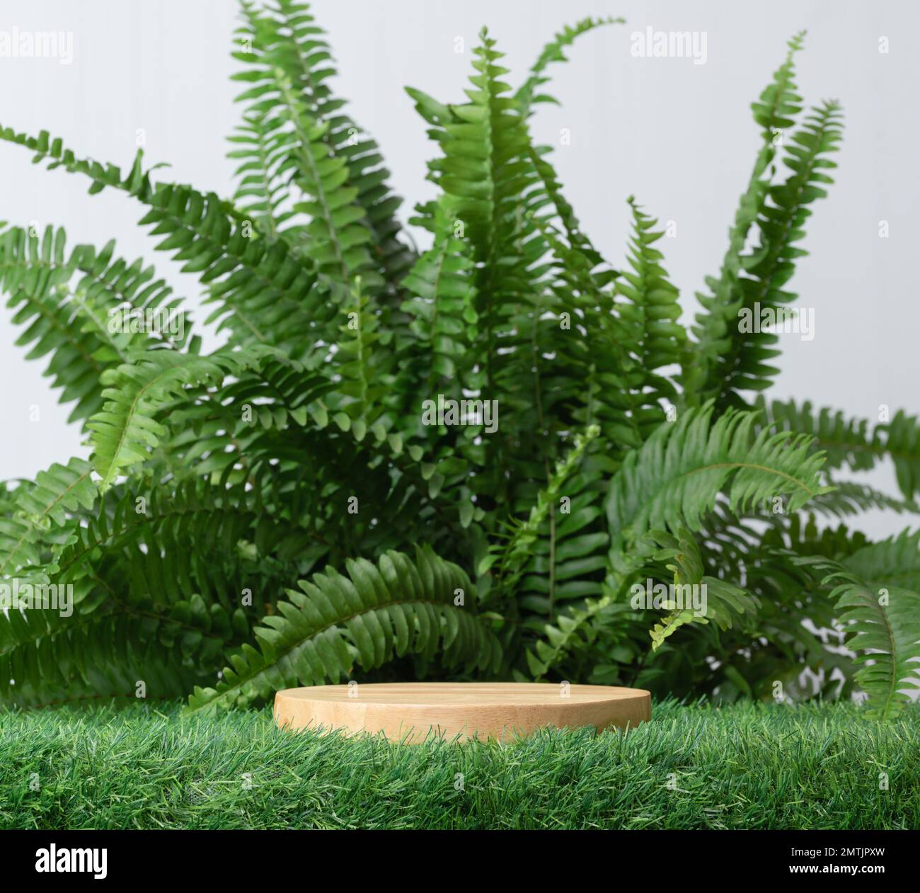 empty wood podium on green grass fern tropical forest plant on white background.cosmetics and moisture beauty natural product present placement pedest Stock Photo