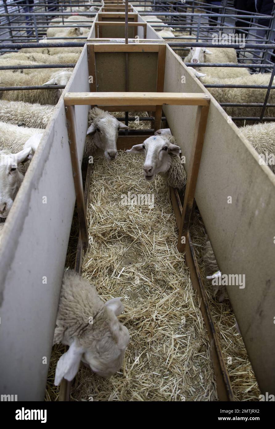 Detail of mammals in a farm, meat industry Stock Photo