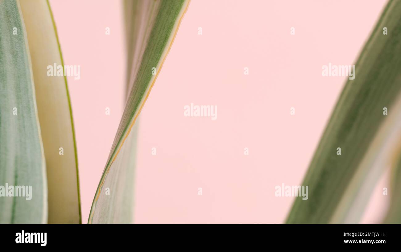 Close up macro sansevieria trifasciata cv pattern leave texture abstract pink pastel background.Leaf minimal desktop wallpaper,nature flora botanical Stock Photo