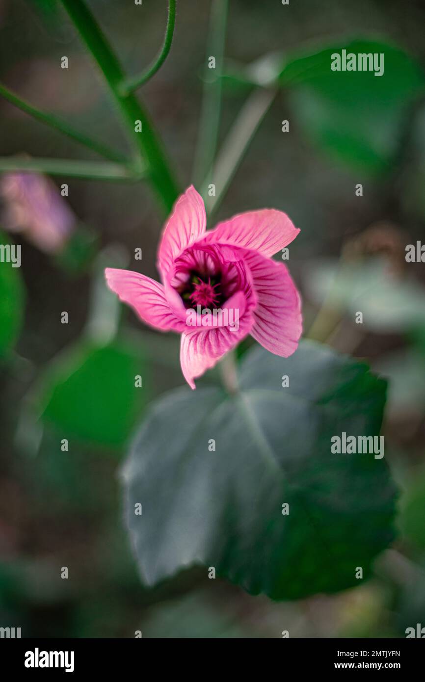 Pretty pink leaves hi-res stock photography and images - Alamy