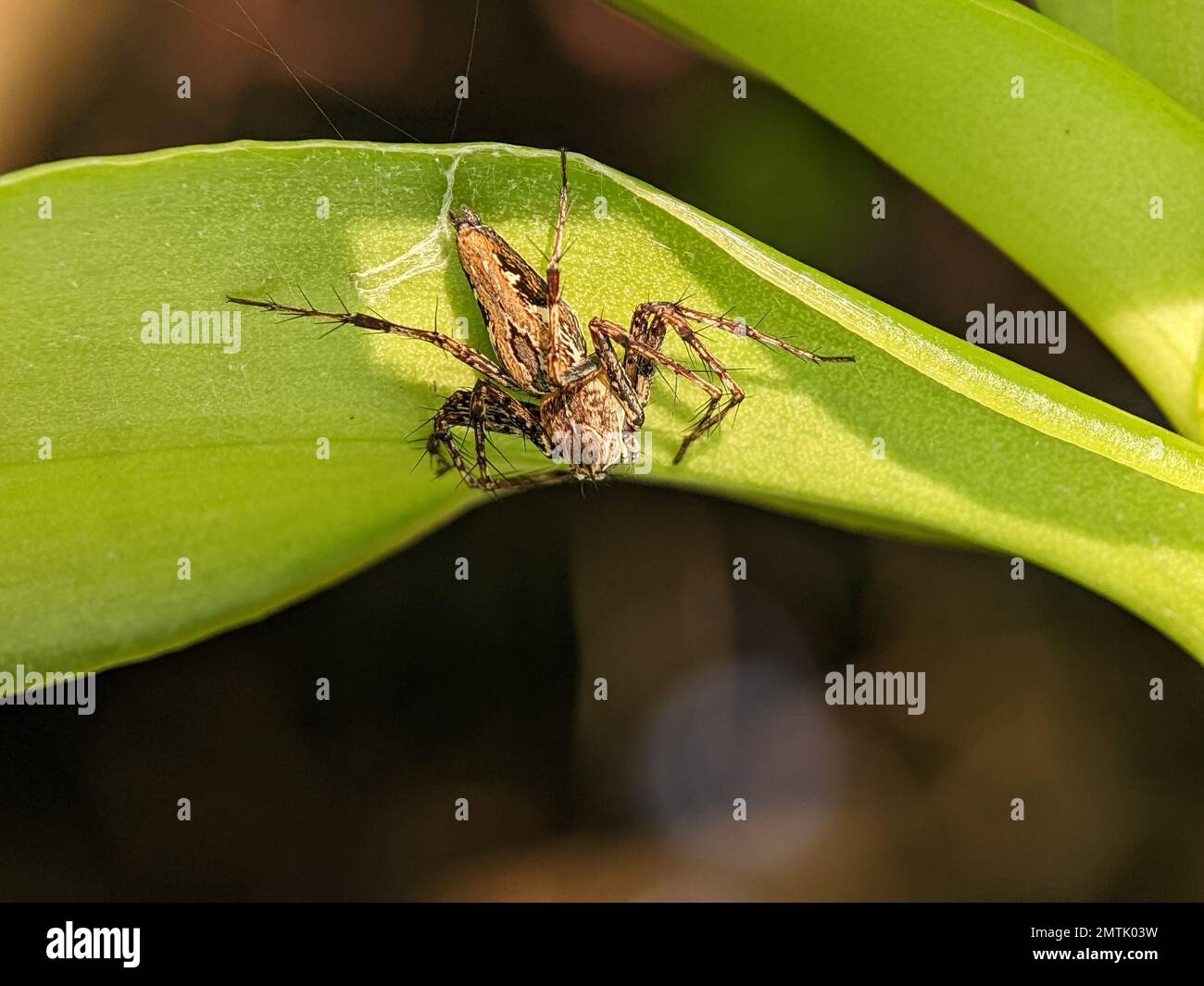 Big jumping spider on a leaf getting ready to pounce on prey in the form of insects Stock Photo