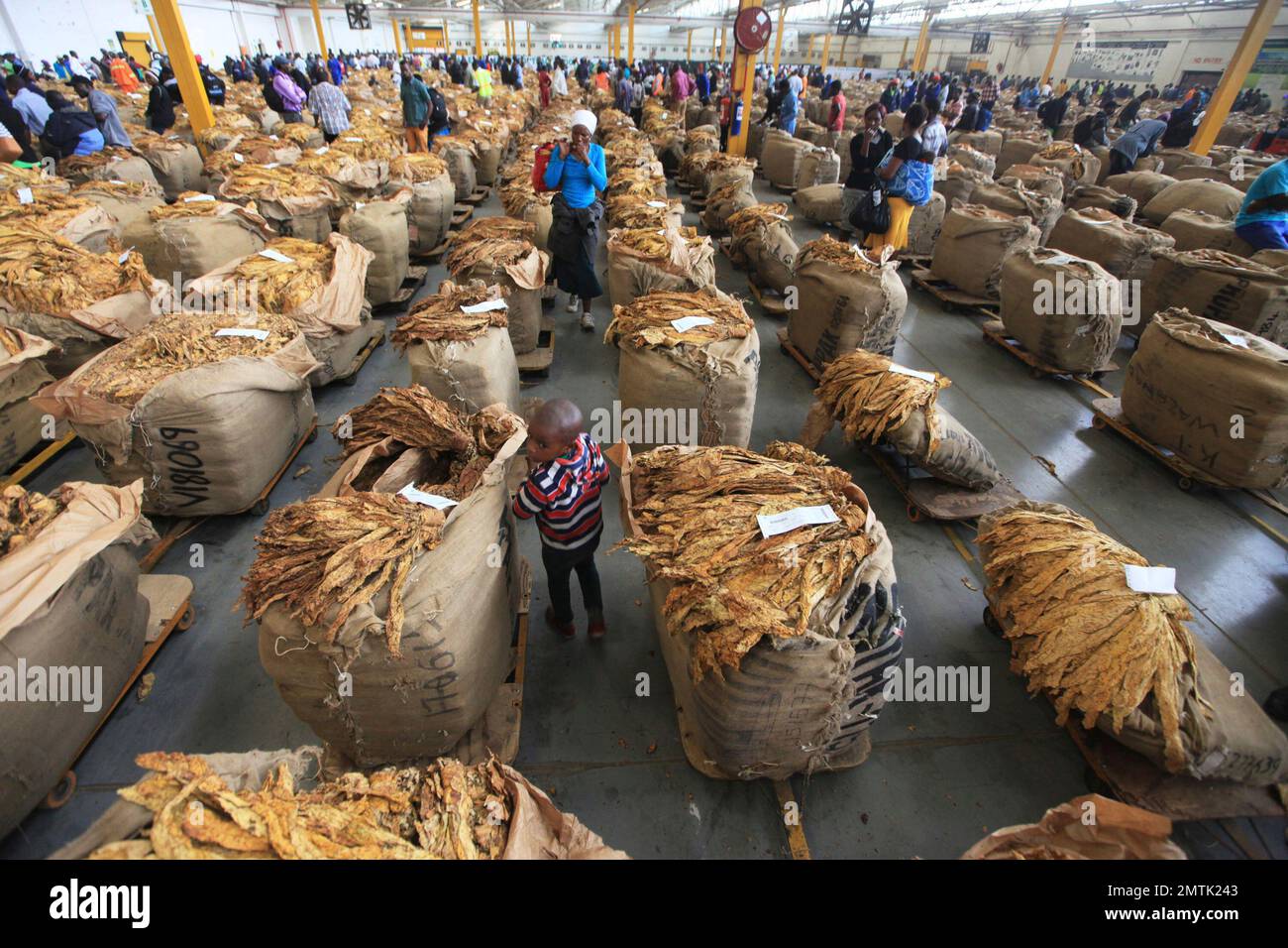 A child is seen at the Tobacco Sales Floor in Harare in this Monday, May  15, 2017 photo.Many Zimbabwean tobacco farmers are making big sales this  season, but they don't feel they're
