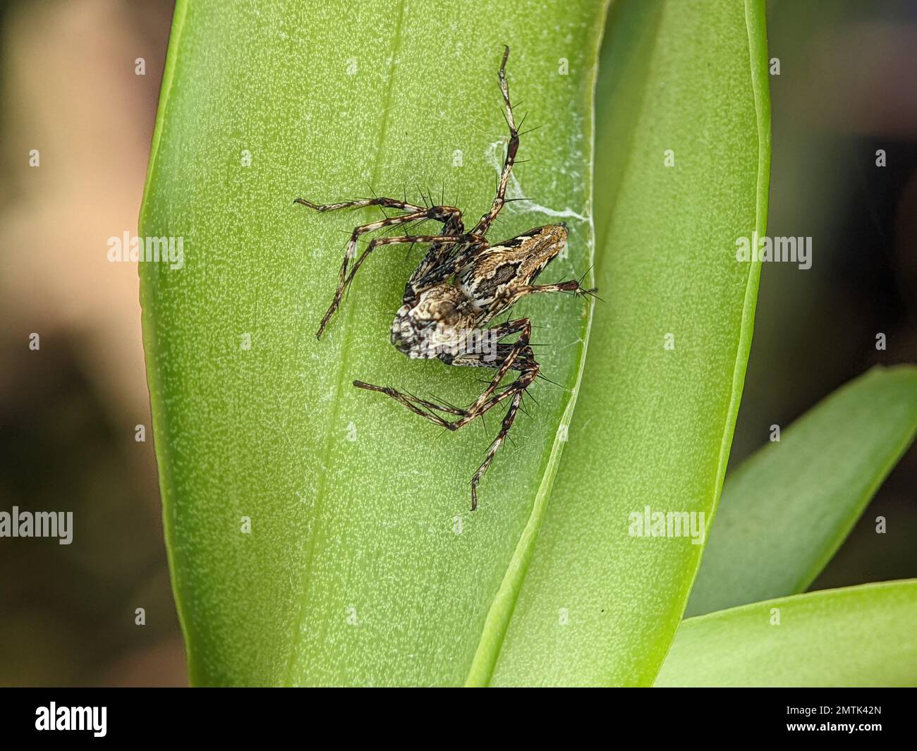 Big jumping spider on a leaf getting ready to pounce on prey in the form of insects Stock Photo