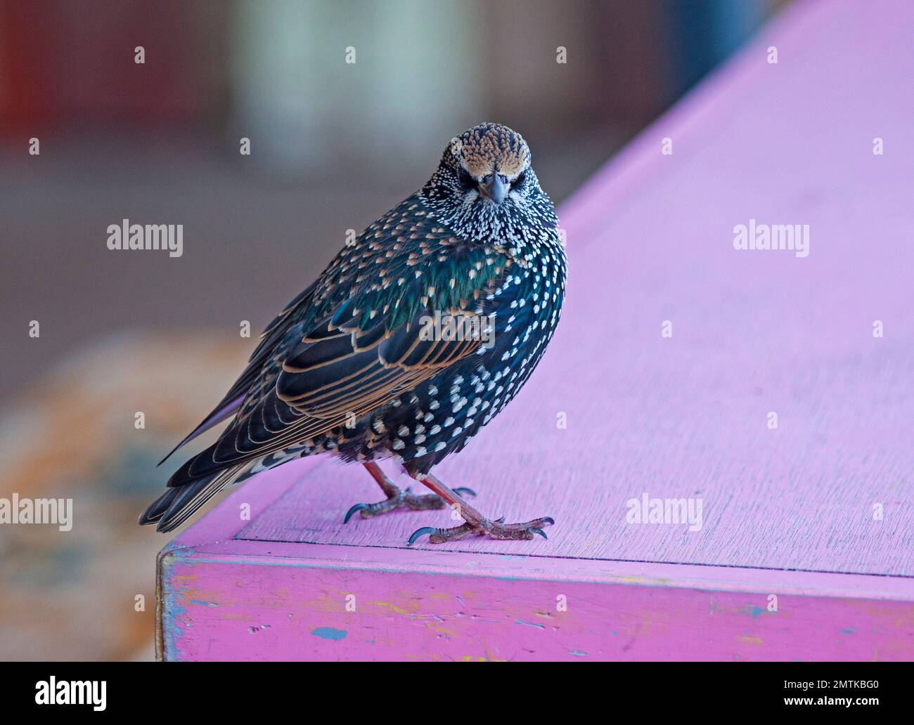 Portobello, Edinburgh, Scotland, UK. 1st February 2023. Chilly sunshine and  7 degrees with real feel 2 degrees centigrade at the seaside by the Firth of Forth. Pictured: Pretty in pink,  Young Starling in Winter plumage hoping for some scraps from the beach cafe customers. Credit: Scottishcreative/alamy live news. Stock Photo
