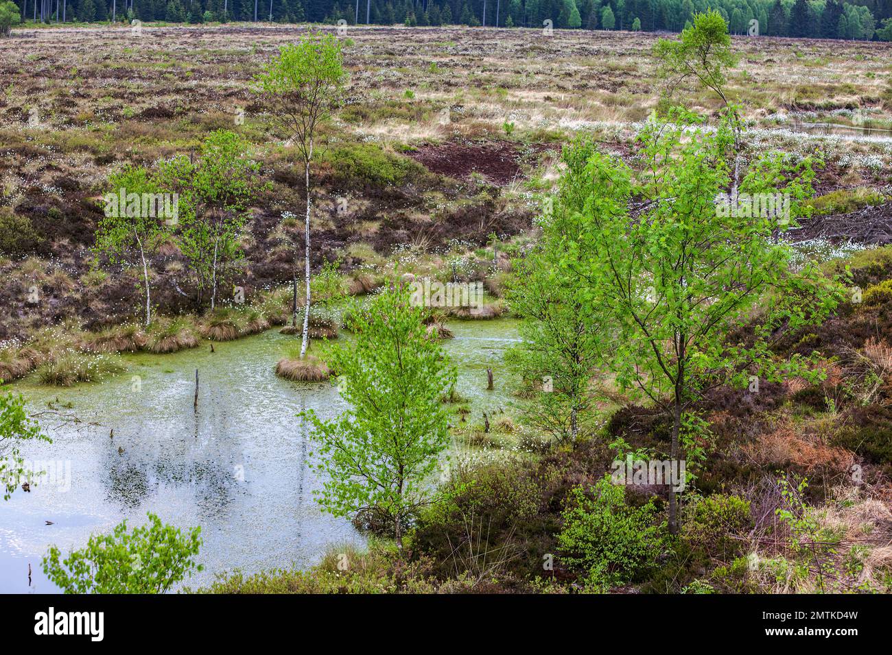 The raised bog Mecklenbruch, Silberborn, Holzminden district, Solling, Lower Saxony, Germany Stock Photo