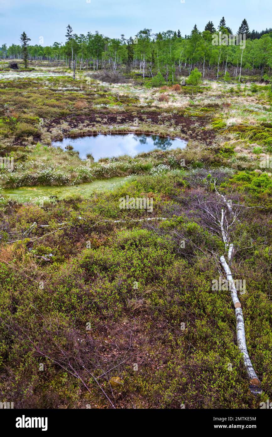 The raised bog Mecklenbruch, Silberborn, Holzminden district, Solling, Lower Saxony, Germany Stock Photo