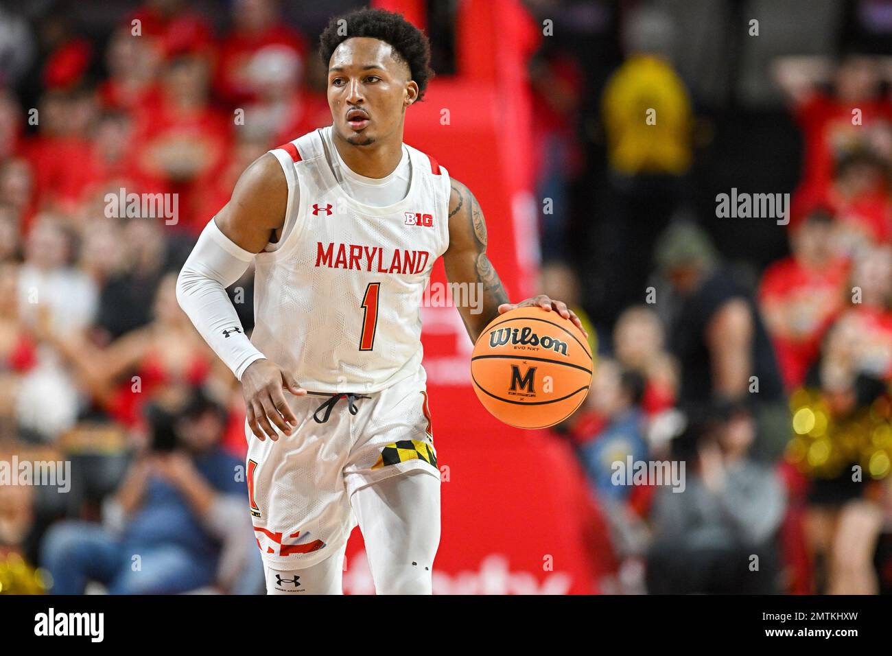 College Park, MD, USA. 31st Jan, 2023. Maryland Terrapins guard Jahmir Young (1) dribbles the ball during the NCAA basketball game between the Indiana Hoosiers and the Maryland Terrapins at Xfinity Center in College Park, MD. Reggie Hildred/CSM/Alamy Live News Stock Photo