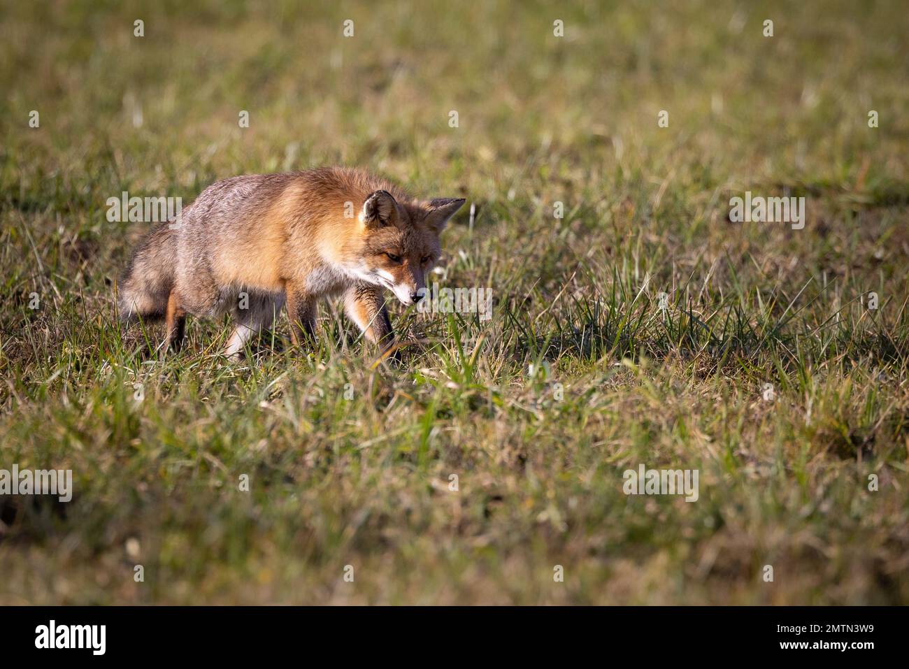 An adorable Iberian fox in the field looking for food Stock Photo - Alamy