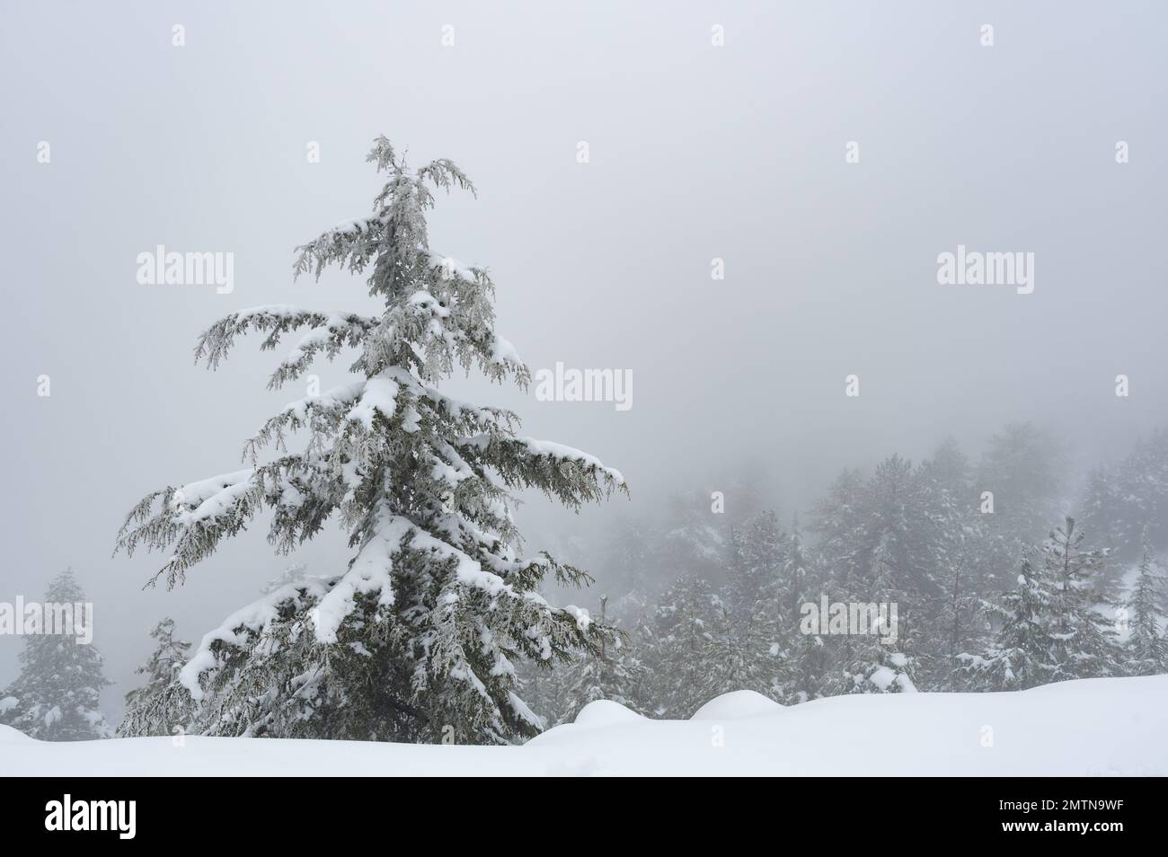 Lonely snow covered pine tree in the mountain in winter. Mist at the forest wintertime. Troodos mountains Cyprus Stock Photo