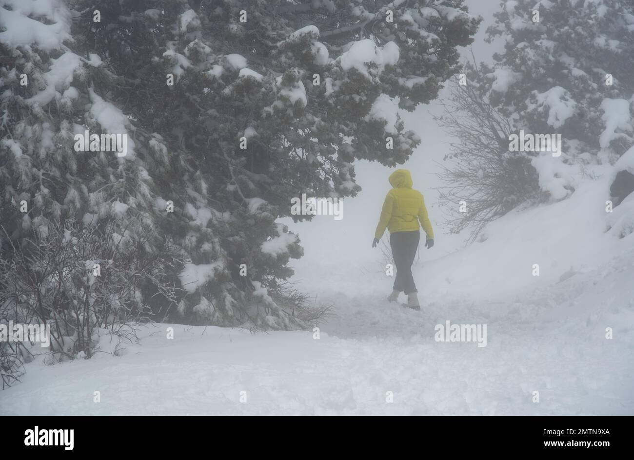 Unrecognised person walking in snow during snowstorm in snow mountain in winter. Troodos forest cyprus wintertime Stock Photo
