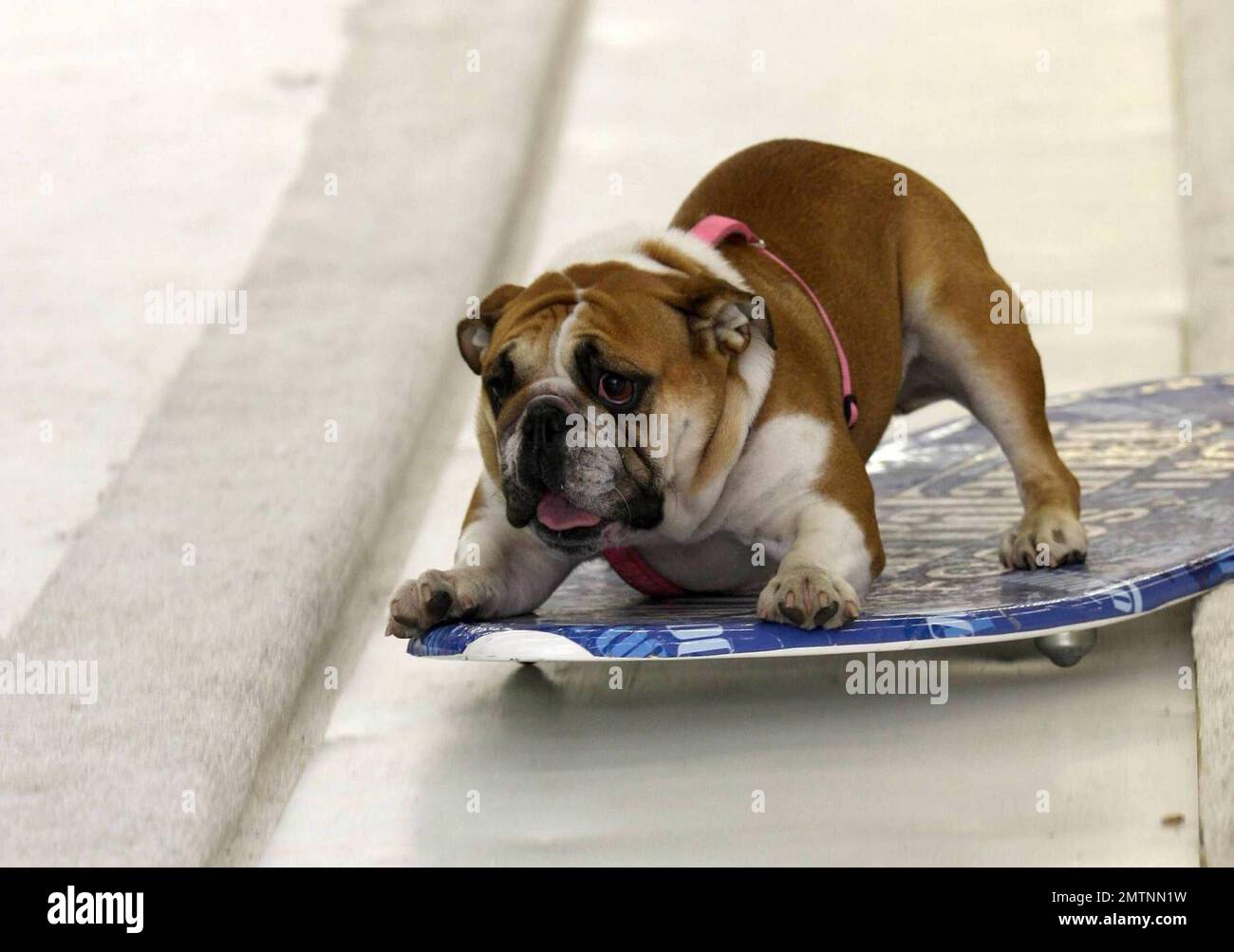EXCLUSIVE!! Over 50 bulldogs show off their snowboarding skills in