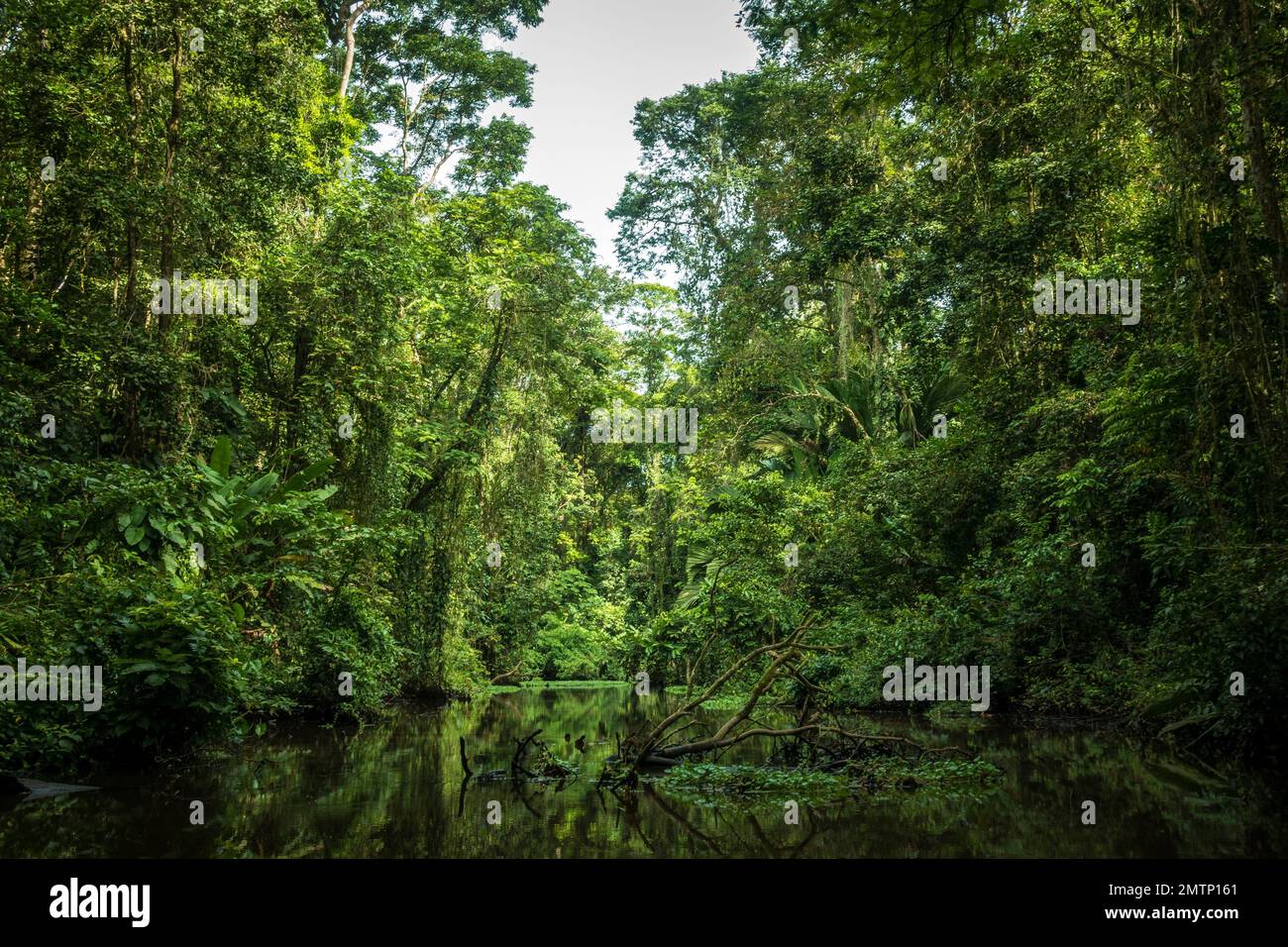 An aerial view of river surrounded by dense trees Stock Photo - Alamy