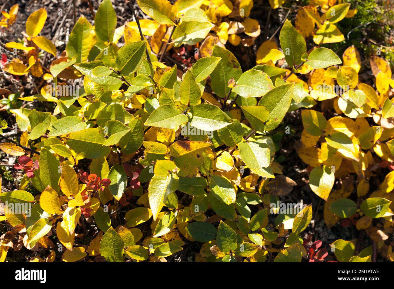 Short and overblown willow plant, Salix on the moorland. Green and yellow leaves close to the ground. Stock Photo
