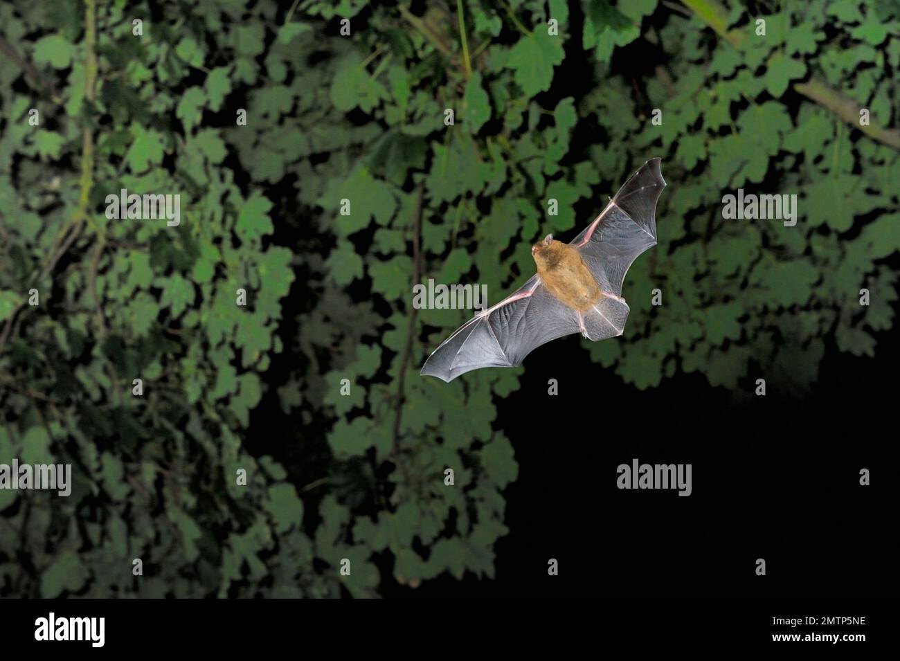 Common / Bandit Pipistrelle Bat (Pipistrellus pipistrellus) hunting at twilight, Berwickshire, Scotland, June 2008 Stock Photo