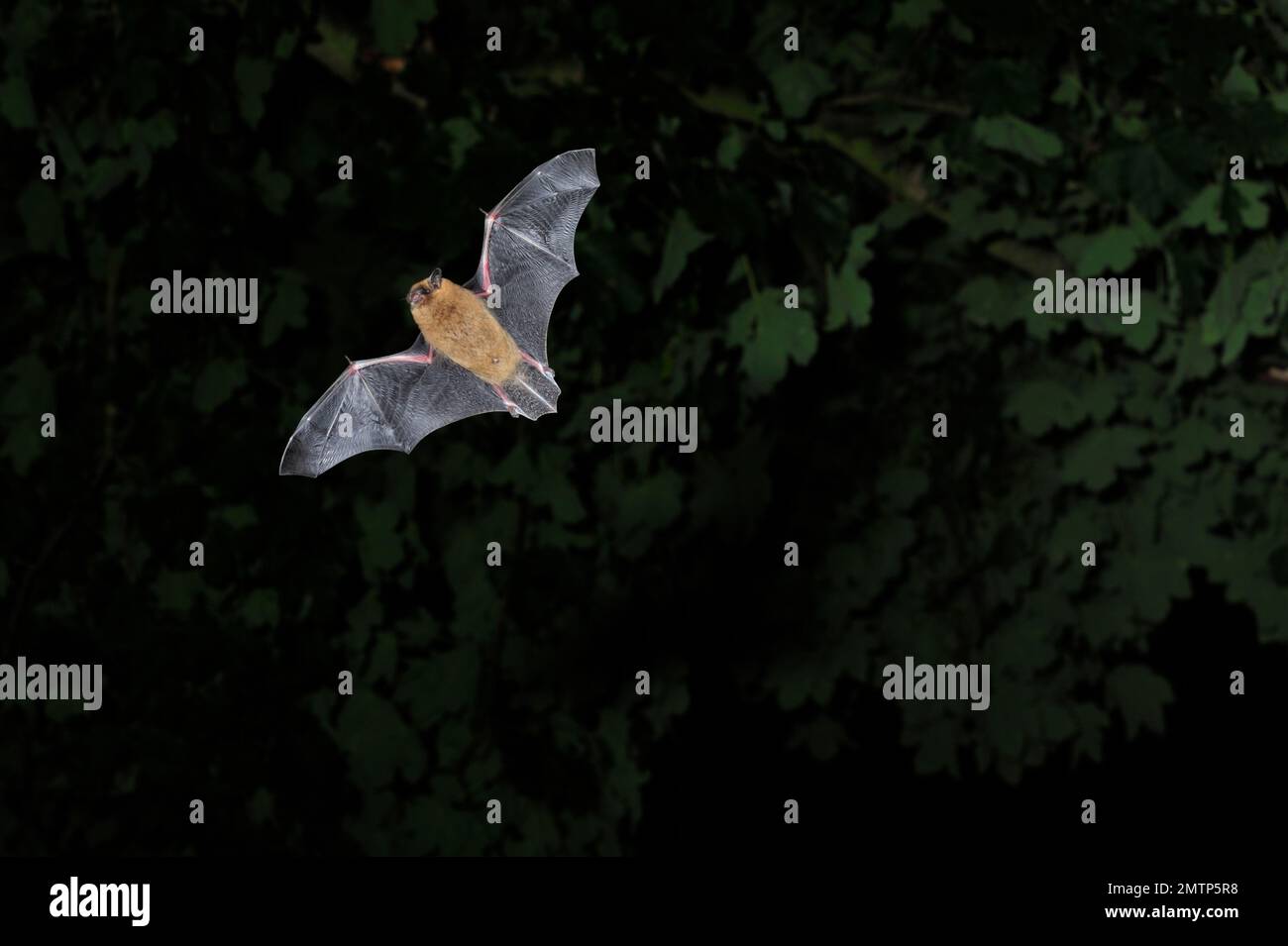 Common / Bandit pipistrelle bat (Pipistrellus pipistrellus), hunting at twilight, Berwickshire, Scotland, August 2010 Stock Photo