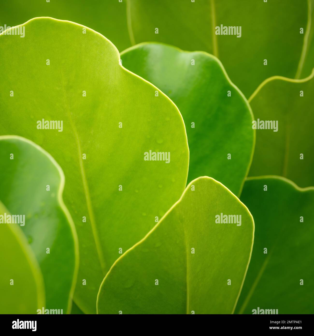 close up macro abstract curve line edge of tropical botanical ...