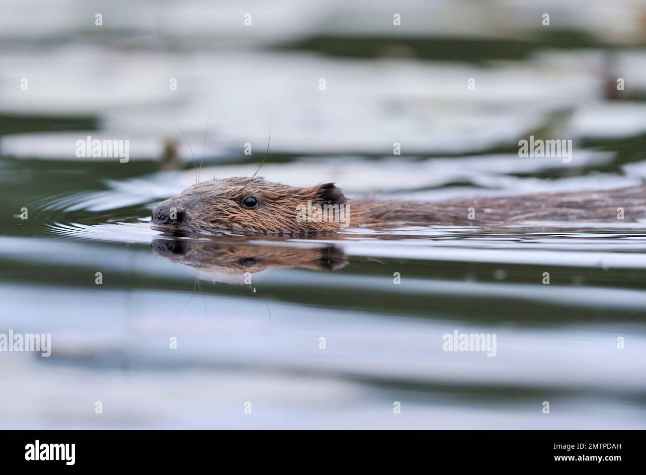 European Beaver Castor fiber) swimming in loch at the Aigas Field Studies Centre demonstration reintroduction project, Inverness-shire, Scotland, May Stock Photo