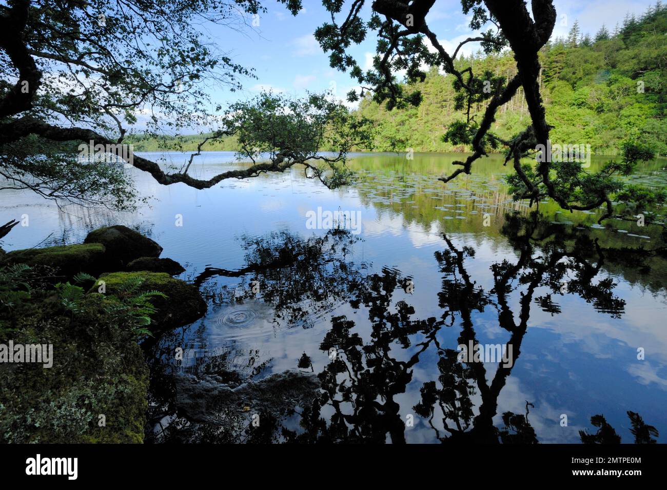 Freshwater habitat into which European beavers (Castor fiber) were