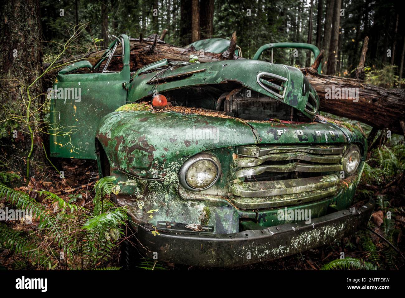 A closeup of an old, abandoned and damaged car in the woods Stock Photo