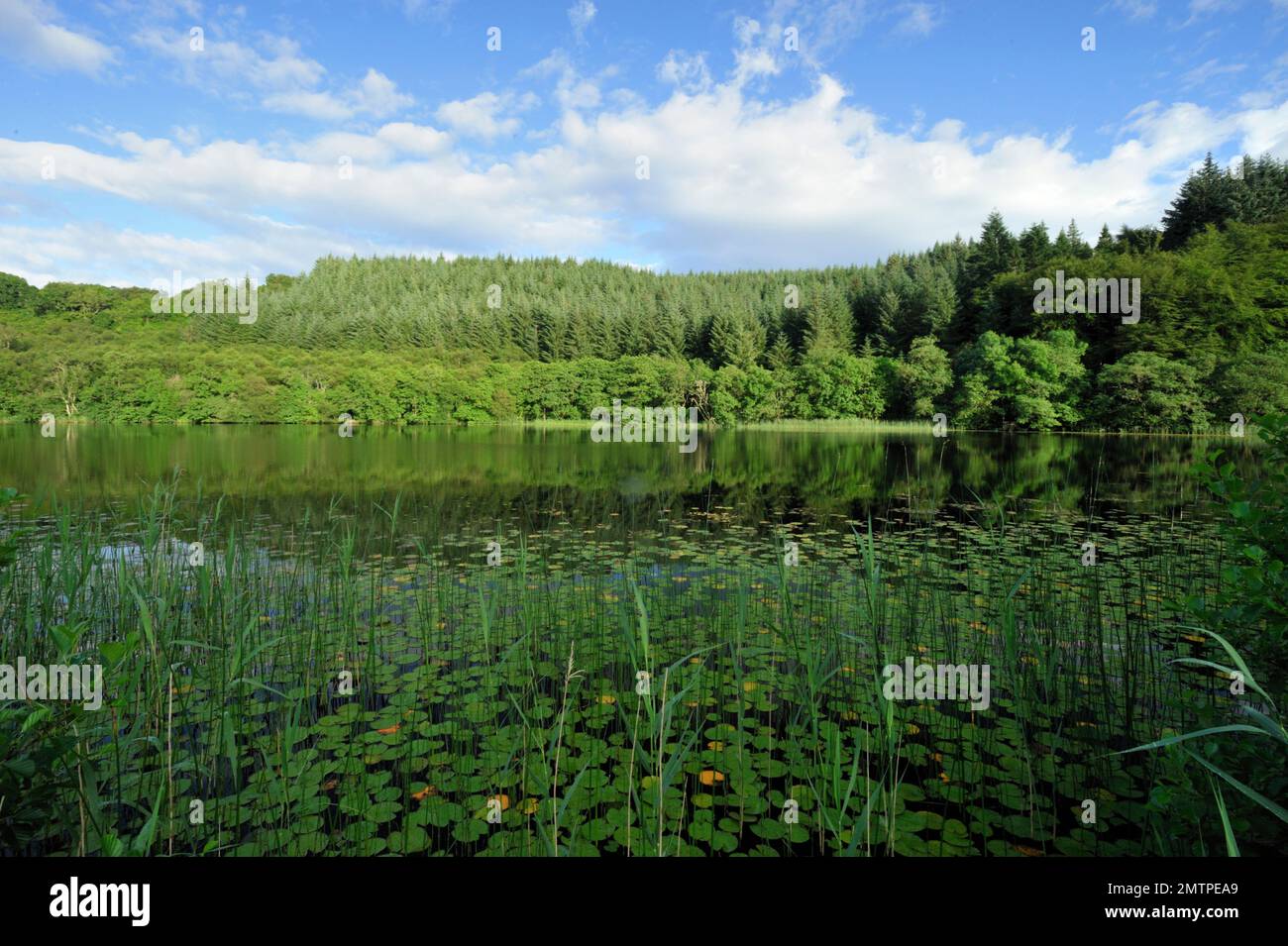 Loch Barnluasgan, Knapdale, part of european beaver (Castor fiber) introduction site, Argyll, Scotland, July 2009 Stock Photo