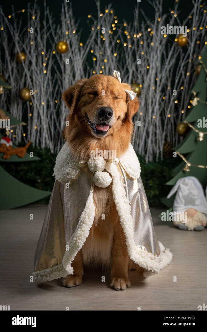 golden retriever dress up Rose Gold Sequin Halter Short Dress main image 0