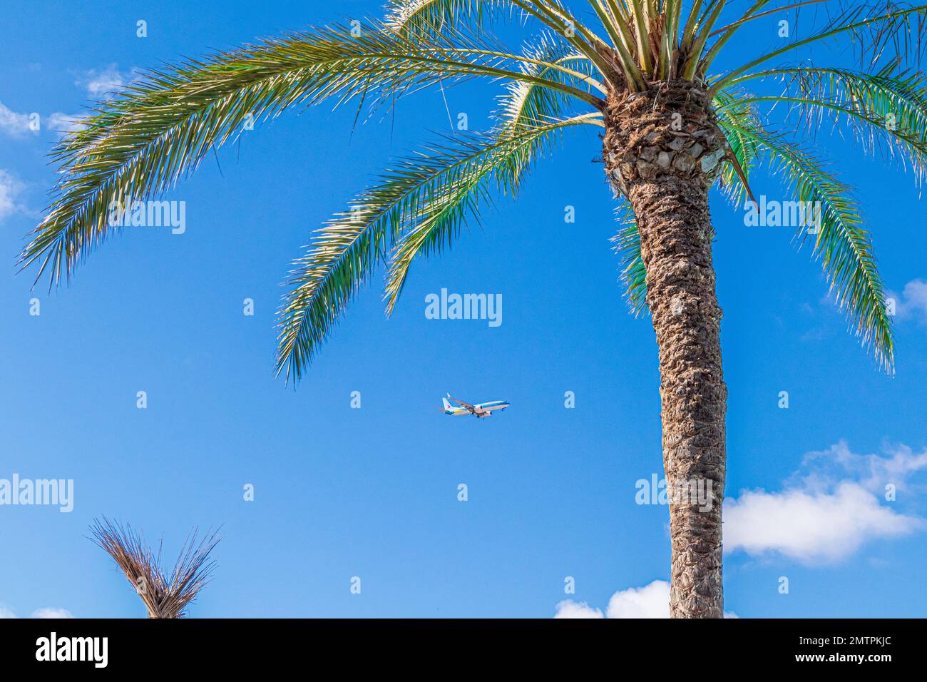 A Neos Airlines aircraft coming in to land and a palm tree on the Canary Island of Fuerteventura, Spain Stock Photo