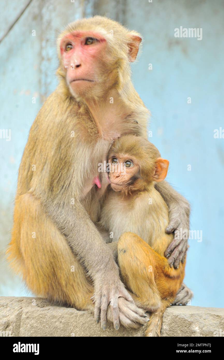 Bangladesh monkeys hi-res stock photography and images - Alamy