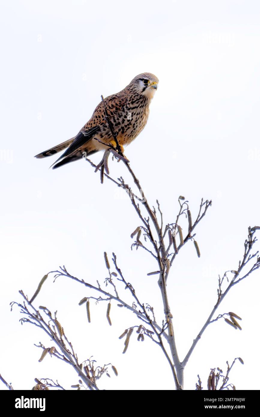 A Kestrel perched at the top of a tree Stock Photo