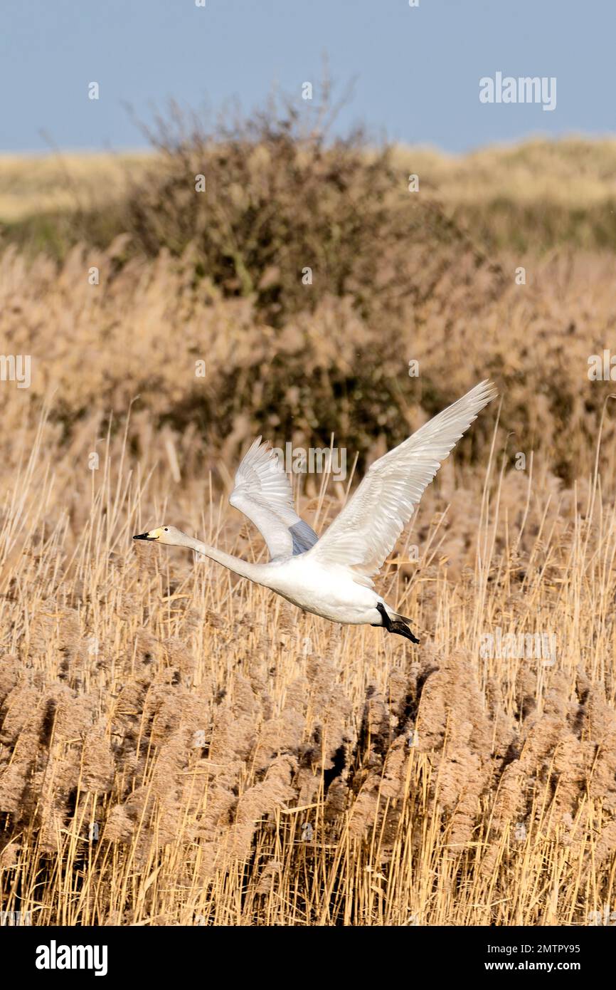 A Whooper swan (believed juvenile) in flight at Titchwell Marsh, Norfolk Stock Photo
