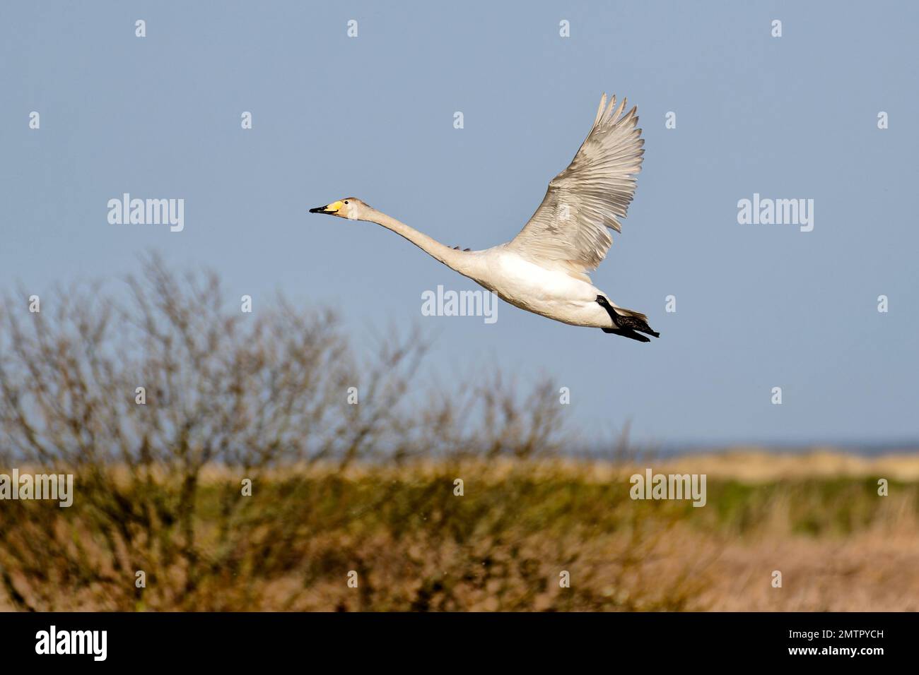 A Whooper swan (believed juvenile) in flight at Titchwell Marsh, Norfolk Stock Photo