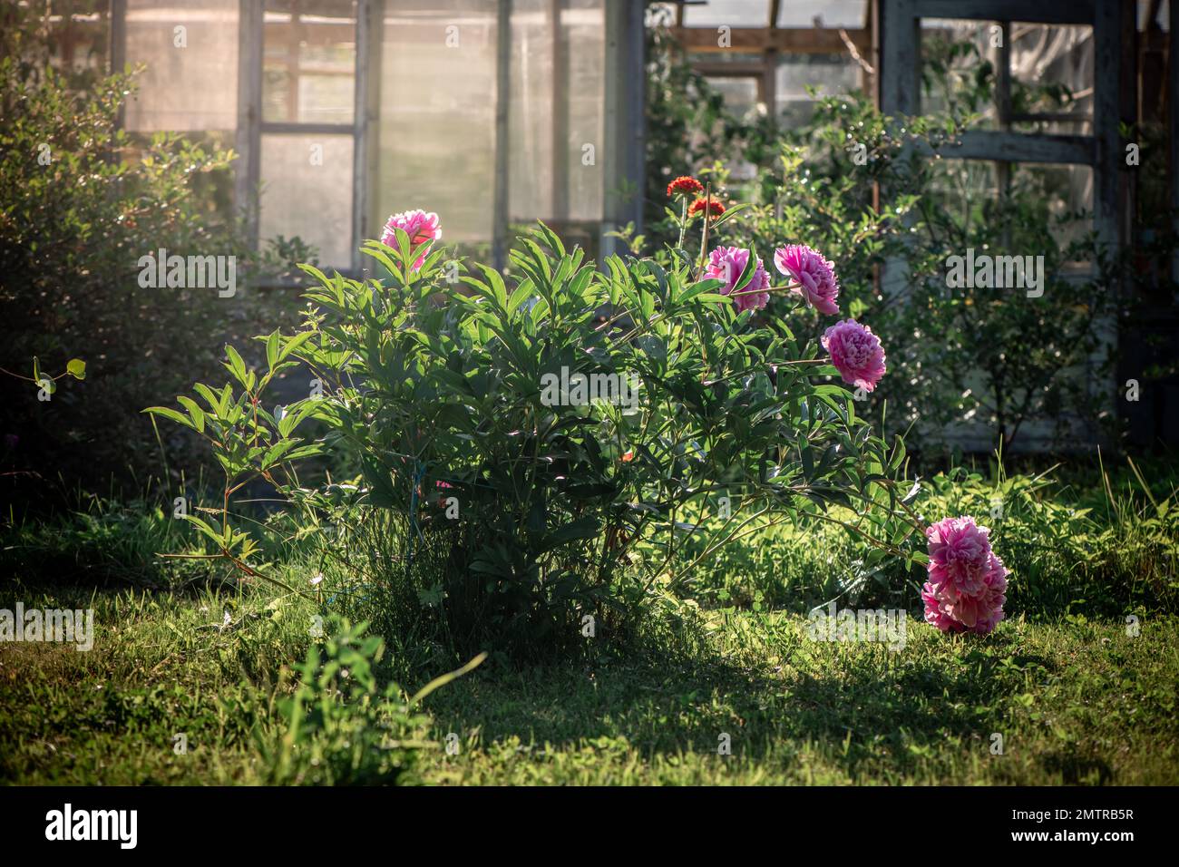 beautiful pink peonies in the garden in summer Stock Photo - Alamy