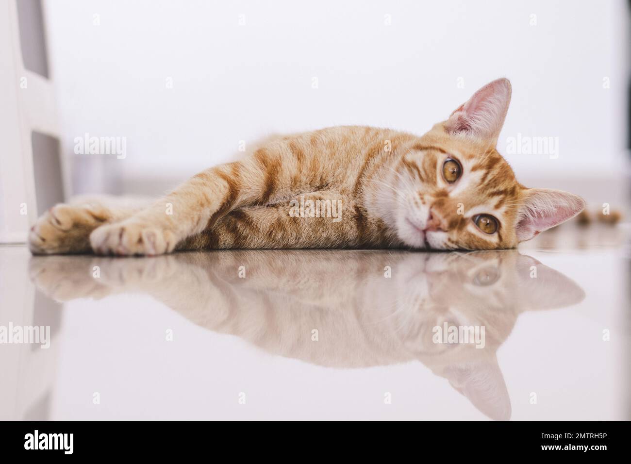 An orange tabby cat lying on shiny porcelain tiled floor Stock Photo ...