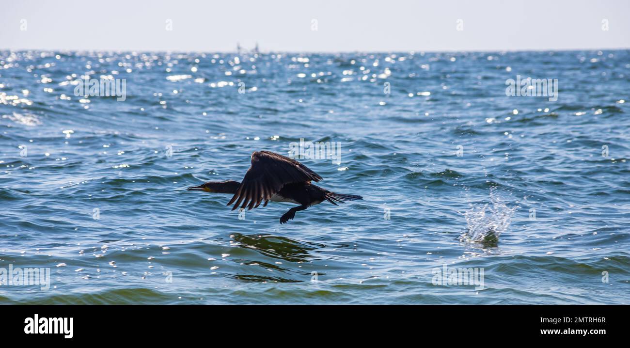 A great cormorant taking off from a lake's surface Stock Photo Alamy