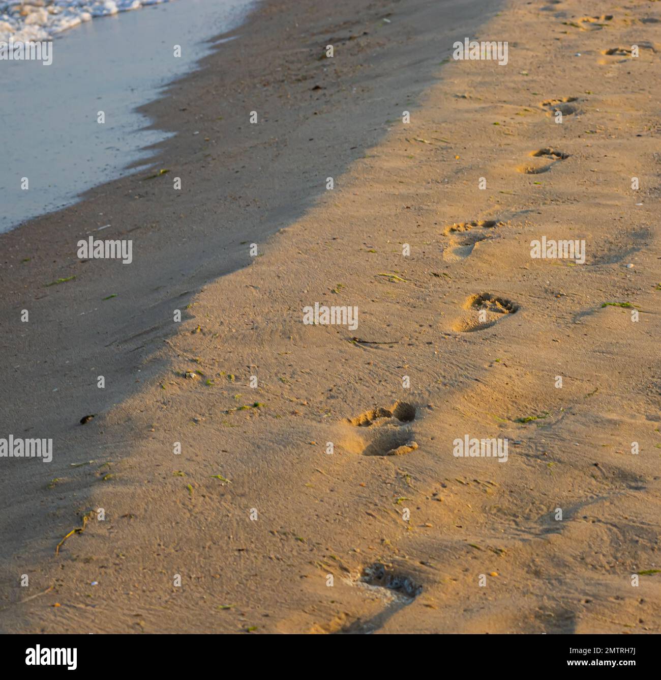 Footprints of a man on the yellow beach sand from walking barefoot by the sea with water that washes away the footprints. Contemplation of life Stock Photo
