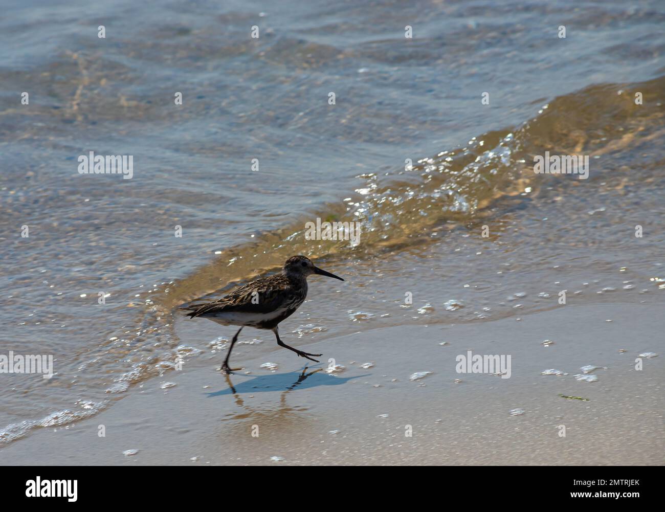 A Dunlin is walking on the beach. Also known as a Red-backed Sandpiper. Stock Photo