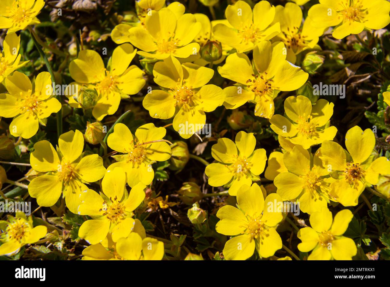 Tiny flowers of Potentilla arenaria on a xerotherm meadow. Wild yellow flowers growing on sand soil. Stock Photo