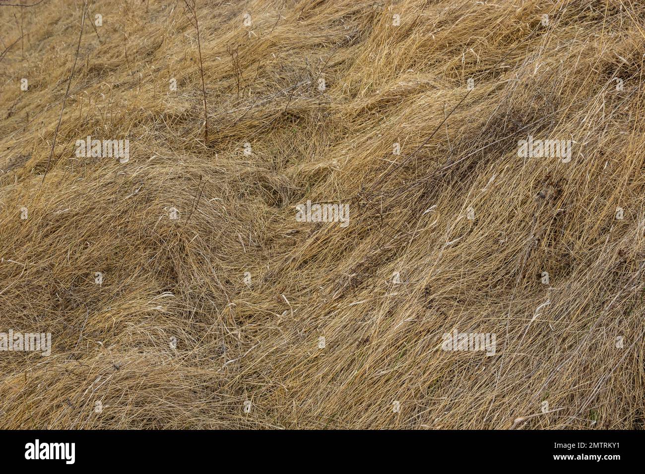 Dry grass, crushed by wind and rain, lies in a field. Yellow dead grass, natural background. Stock Photo