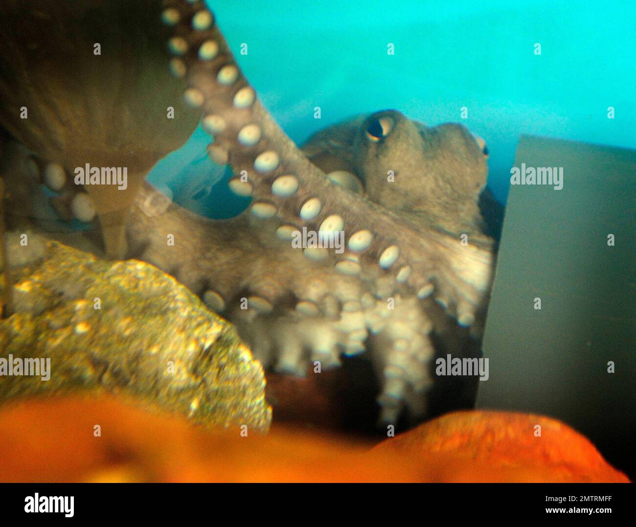 Lesser octopus hi-res stock photography and images - Alamy