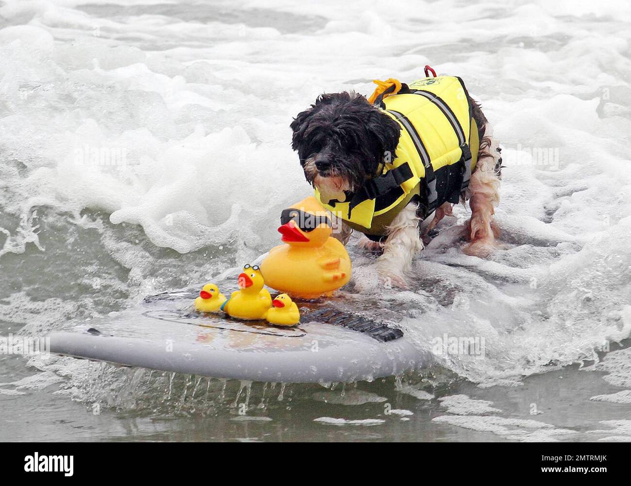 Dogs and their owners participate in the 2nd annual Surf City Surf Dog