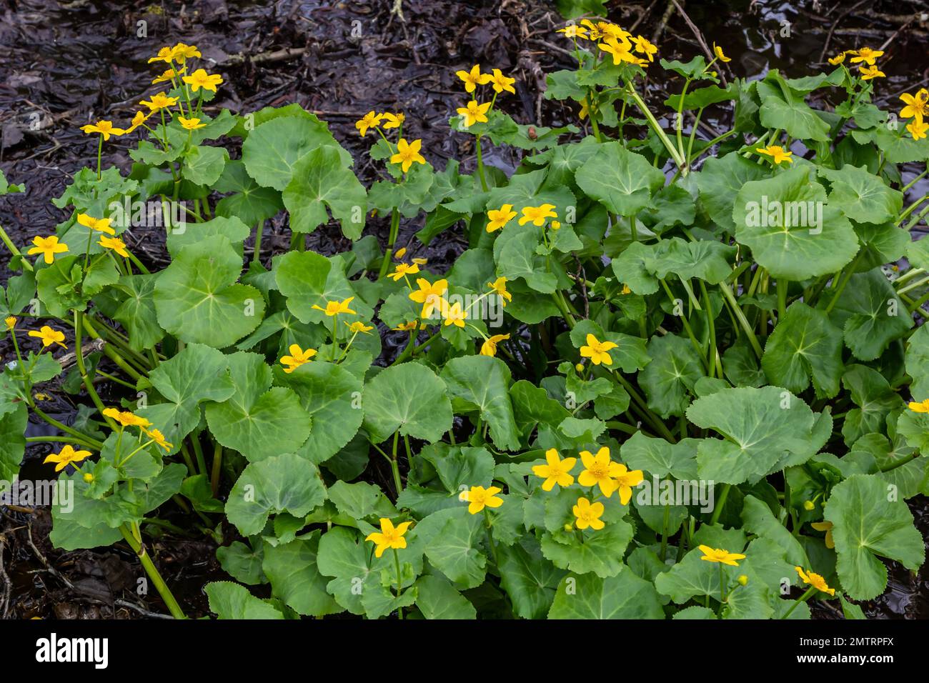 Caltha palustris, marsh-marigold or kingcup, flowers in wet woodland, wild flower. Stock Photo