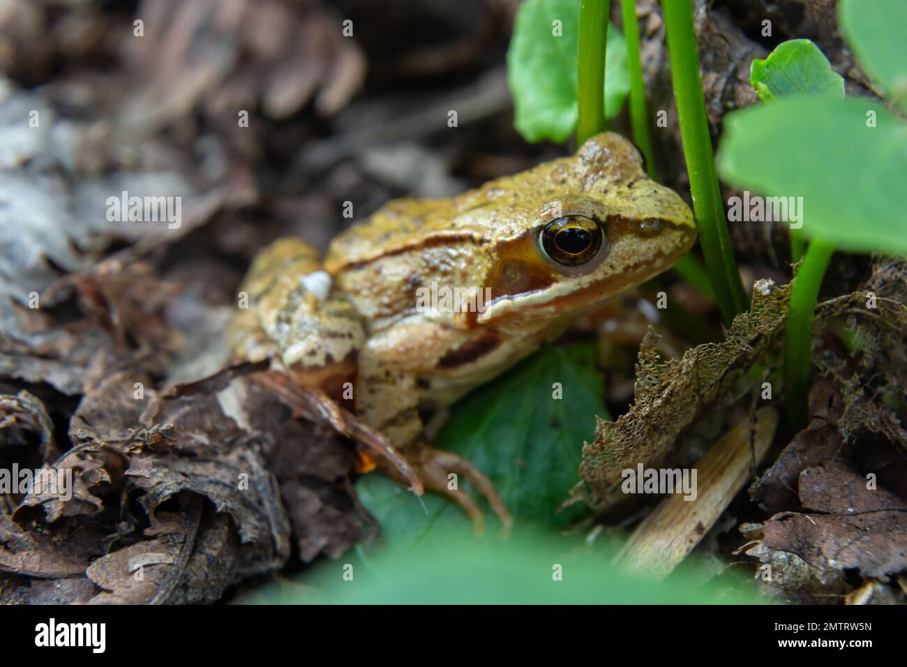 Frog sitting in ambush on green moss. Its a spring frog, Rana dalmatina. In the Spring Forest. Stock Photo