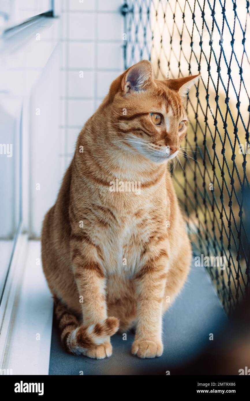 A cute tabby cat sitting on a balcony looking through a metal fence ...