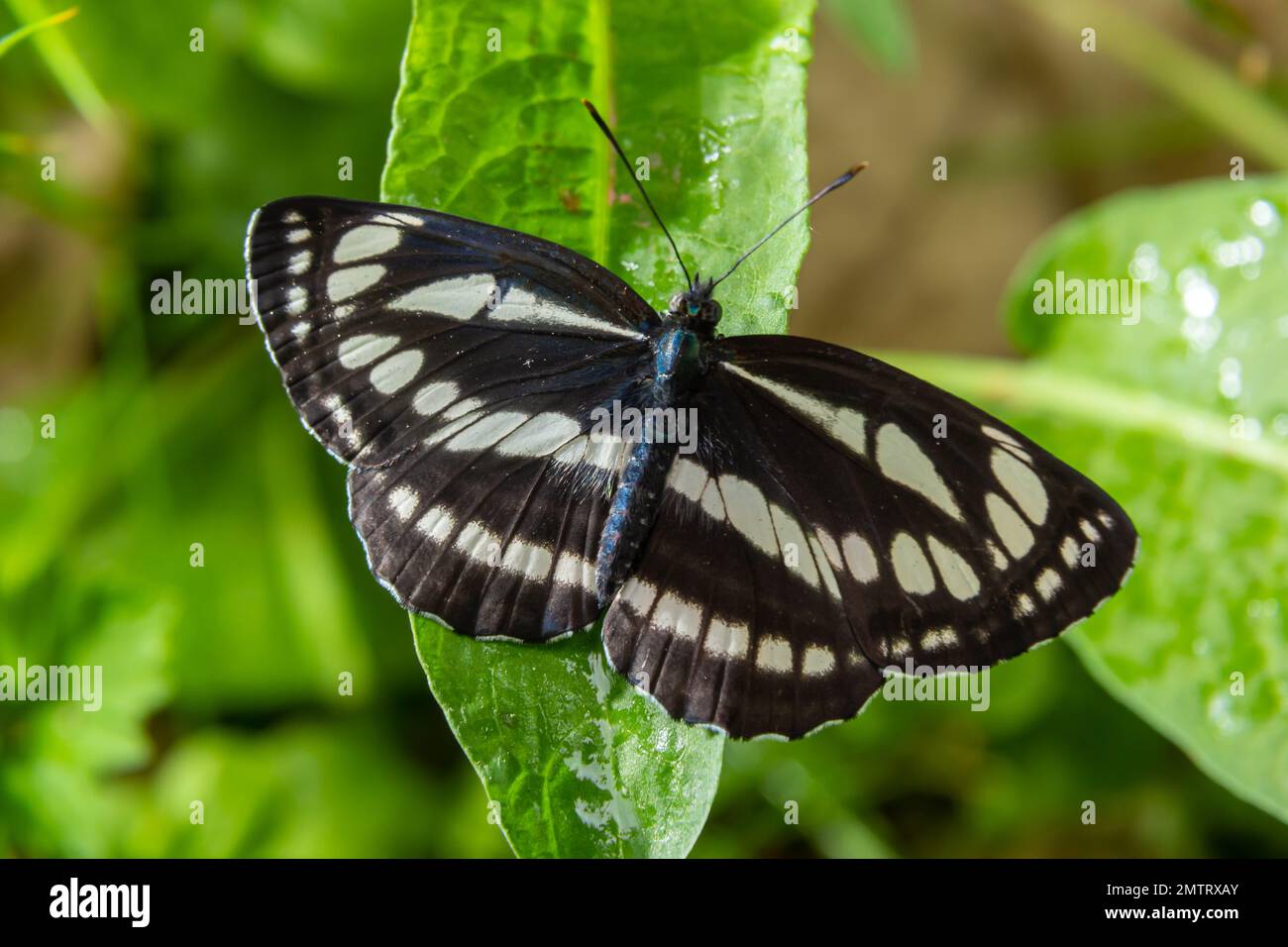 A day butterfly from the family nymphalidae, Neptis sappho. The butterfly is very trusting, is not afraid of a person, sits on his hands, on his face. Stock Photo