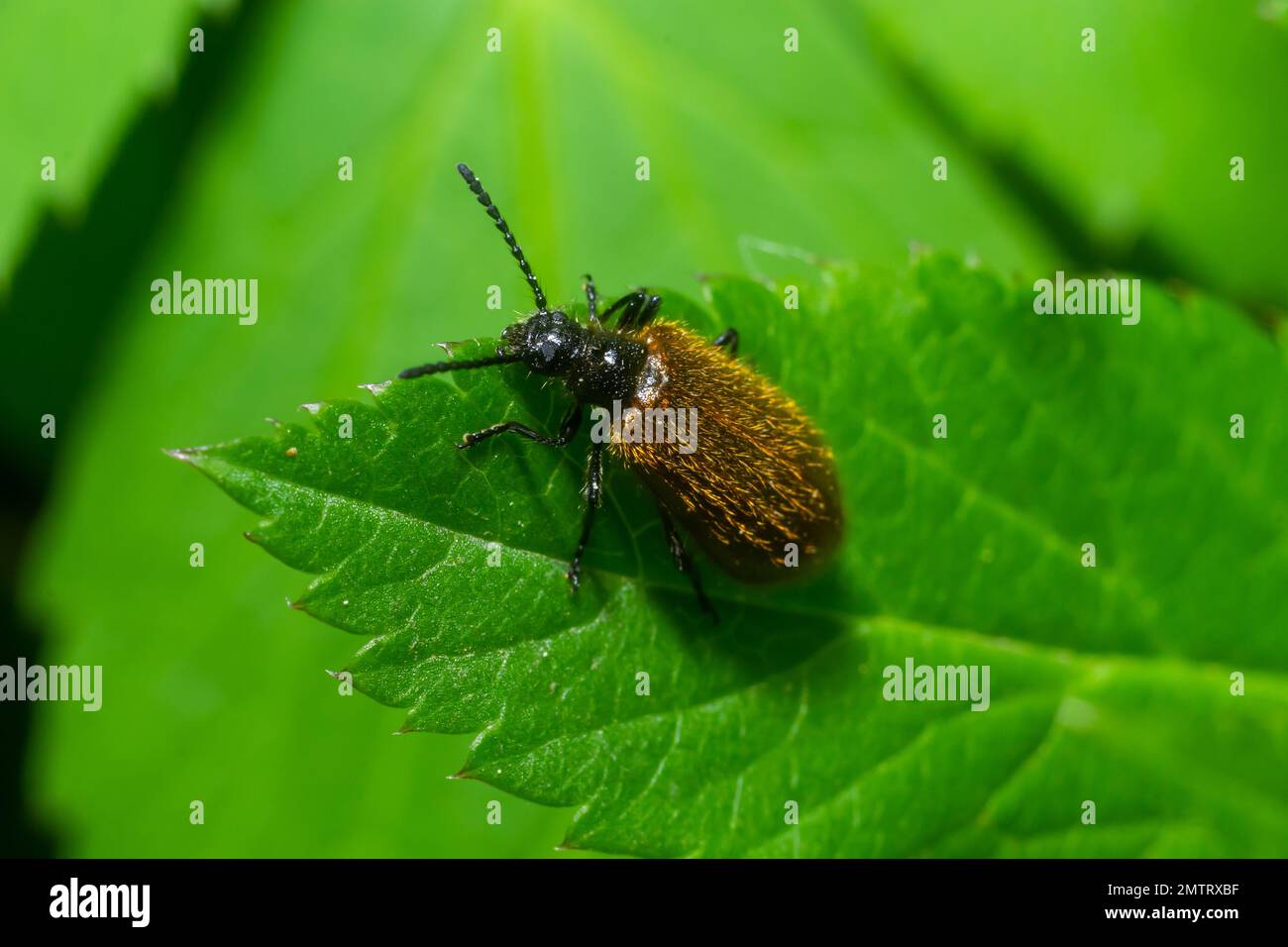Lagria hirta beetle. A hairy beetle in the family Tenebrionidae, said to feed on Asteraceae and Apiaceae plants. Stock Photo