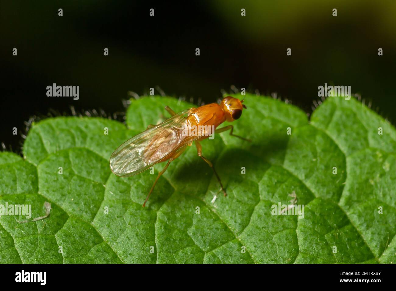 Ptecticus trivittatus - soldier fly is a family of Stratiomyidae. Stock Photo