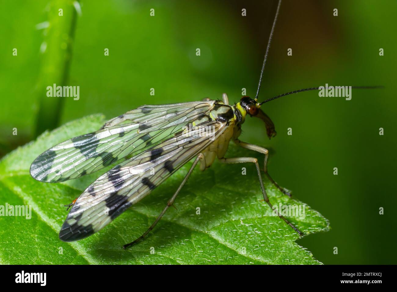 Panorpa communis is the common scorpionfly a species of scorpionfly. Its are useful insects that eat plant pests. Stock Photo